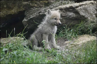 Et enfin, comment s'appellent les petits de la louve ?