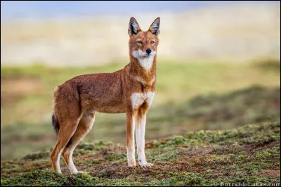 Comment s'appelle ce loup ?