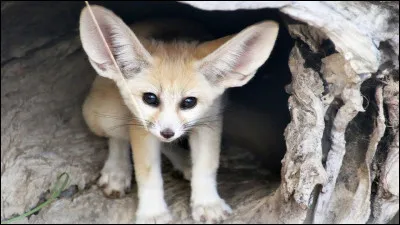 Comment s'appelle ce "petit" renard ?