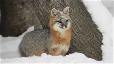 Comment s'appelle ce renard ?