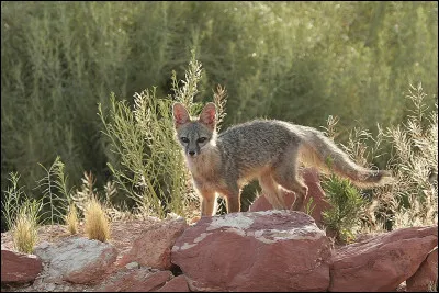Comment s'appelle ce renard ?