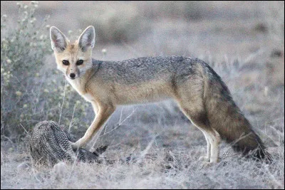 Comment s'appelle ce renard ?