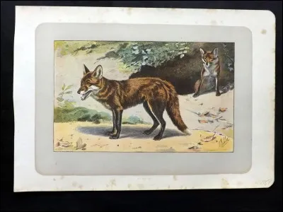 Comment s'appelle ce renard ?