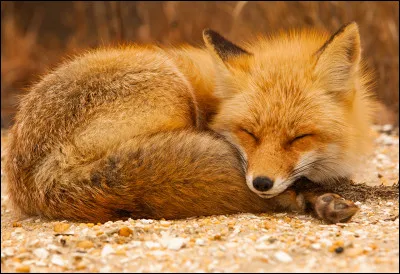Où dort le renard ?