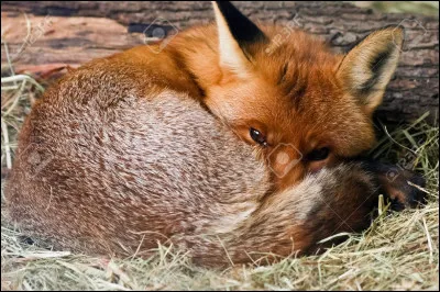 Combien de temps dort un renard roux ?