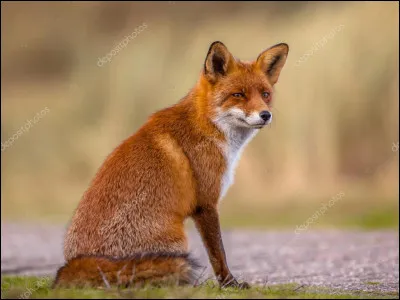 Comment s'appelle ce renard ?