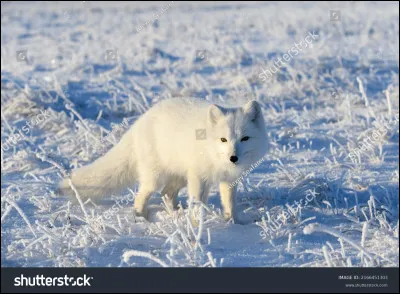Comment s'appelle ce renard ?