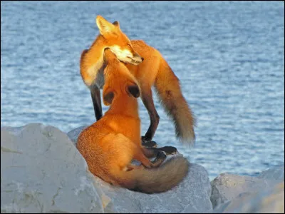 Comment s'appelle ce renard ?