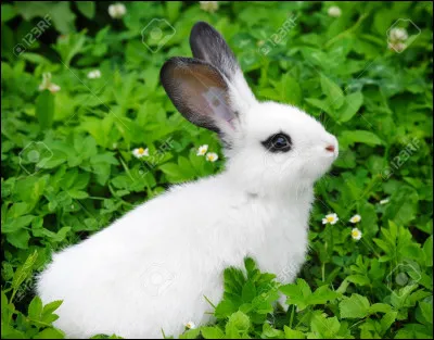 As-tu des animaux de compagnie ?