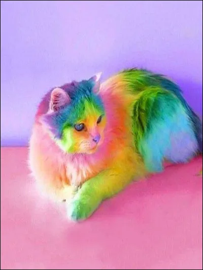 La nuit tout les chats sont