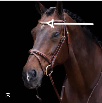 Comment appelle-t-on cette partie du filet ?