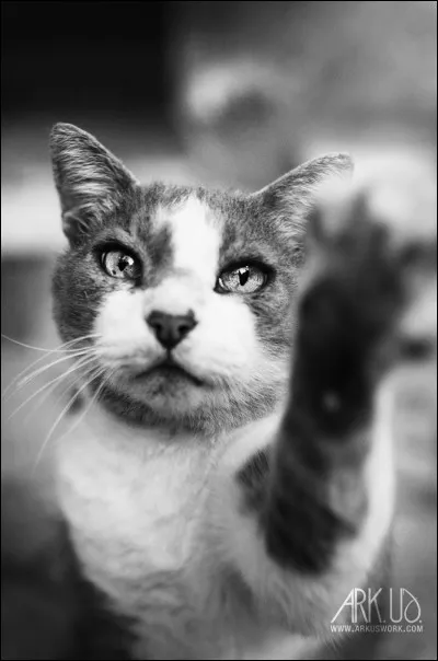 Le projet de loi qui donne aux animaux la qualité d« êtres vivants doués de sensibilité » a été adopté en France.