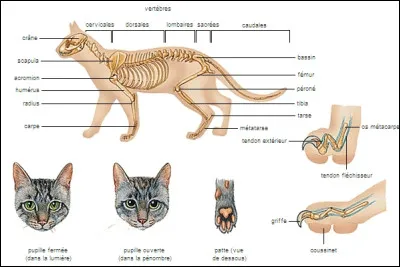 Le nom scientifique du chat domestique est Felis catus.