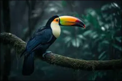 Toucan : Où vit ce bel oiseau coloré ?