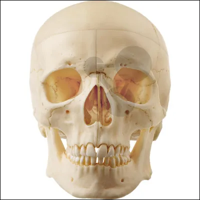 Aimes-tu les humains ?