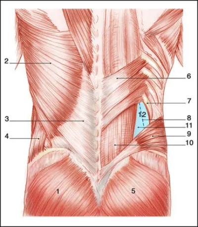 Combien de vertèbres lombaires notre squelette comporte-t-il ?