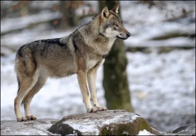 Comment appelle-t-on le cri du loup ?