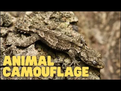 C'est immobile que cet animal est le plus efficace, soit pour se protéger des prédateurs, soit pour attraper ses proies !