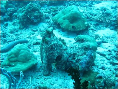 Non seulement cet animal peut changer de couleur selon son humeur, comme le caméléon, mais de plus, contrairement à lui, il peut changer de couleur (et même de forme) pour s'adapter à son environnement !