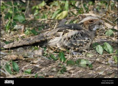 Identifiez cet animal, qui vit aux Amériques !