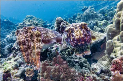 C'est au fond de l'eau que ça se passe !