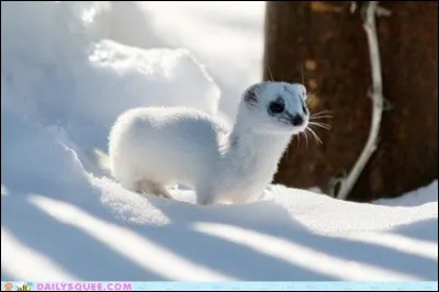 Voisin de la belette et du furet !