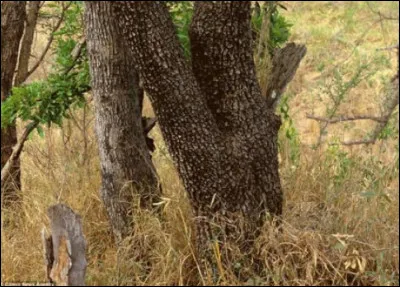 Cet animal est bien caché, faites appel à votre oeil de lynx !