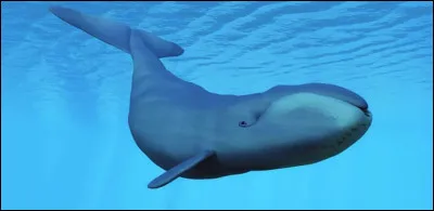 La baleine sur l'image est-elle une baleine bleue ?