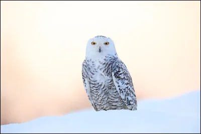 Tu pr&eacute;f&egrave;res...