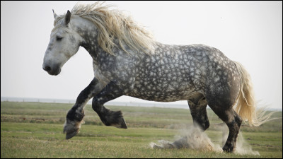 Quelle est la moyenne de durée de vie des percherons ?