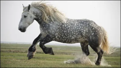 Quelle est la moyenne de dur&eacute;e de vie des percherons ?
