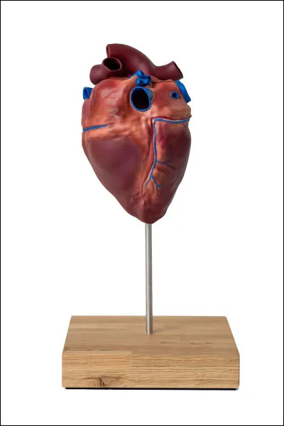 De combien est le pouls moyen des chevaux ?