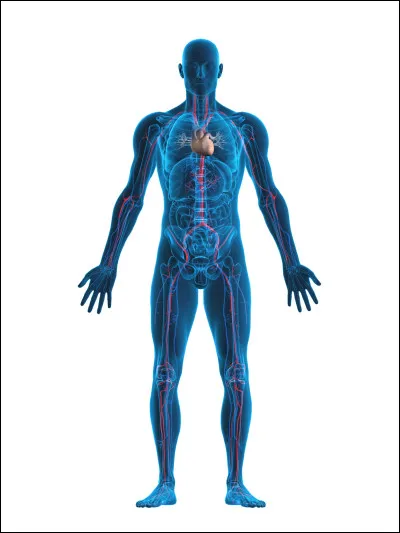 Quel organe filtre les excès d'eau, d'urée et de déchets dans le sang ?