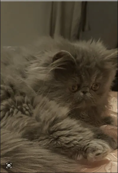 Quel animal emporterais-tu &agrave; Poudlard ?