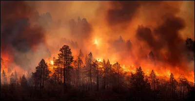 Dans quel pays d'Amérique du Sud des incendies ont début février ravagé des milliers d'hectares de forêt et tué environ 130 personnes ?