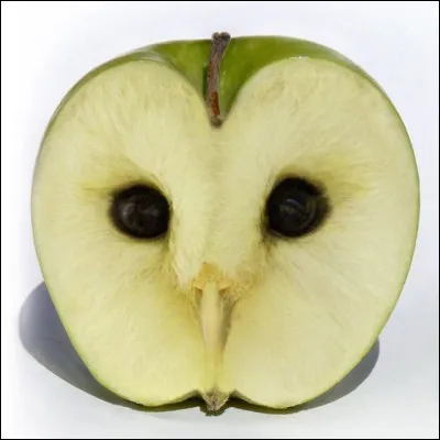 Qu'as-tu vu en premier ?