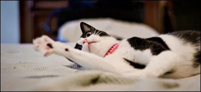 Quel est votre pire défaut ?