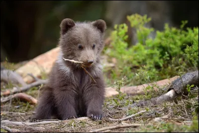 Comment s'appelle le petit de l'ours ?