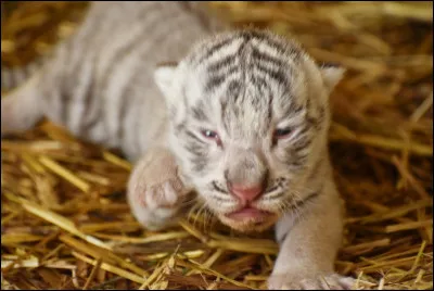 Comment s'appelle le petit du tigre ?