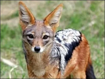 Quel est cet animal ?