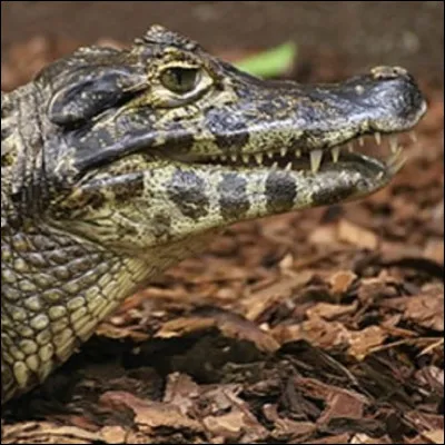 Quel est lanimal présent sur la photo ?