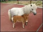 Comment s'appelle le bb du cheval ?