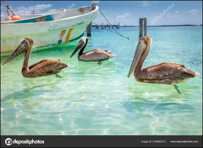 Qui chante "Tous les bateaux, tous les oiseaux" ?