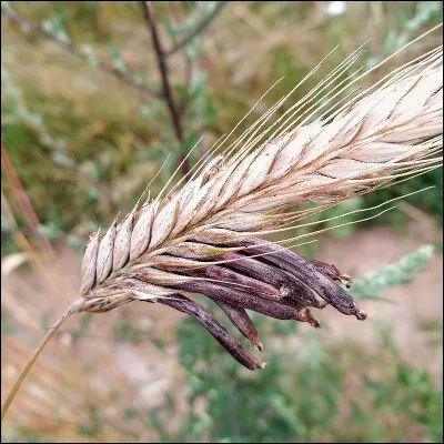 Pointe pour pointer, c'est l'...