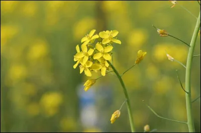 Vous le fûtes, cher monsieur, c'est le...