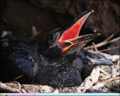 A le feu au derrière, c'est le...
