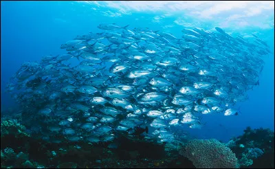 On peut se reposer sur lui les yeux fermés, c'est le...