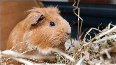 Quel est cet animal ?