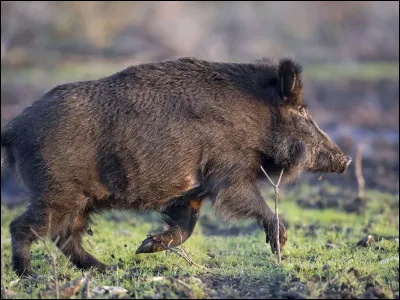 Quel est cet animal ?