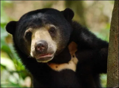 Quel est cet animal ?